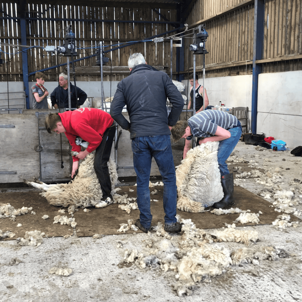 British Wool Shearing