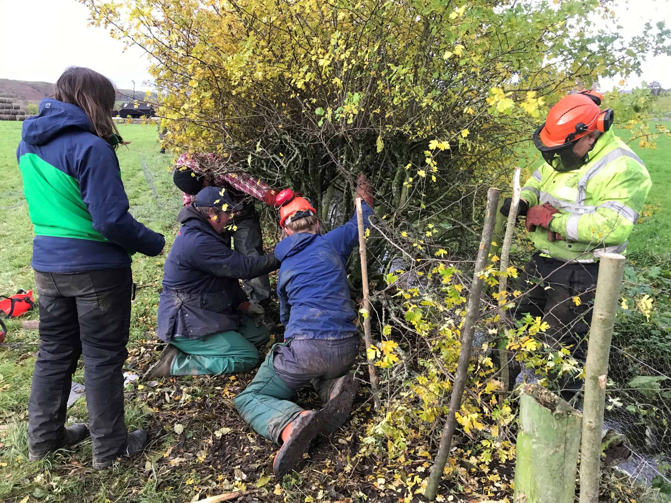 Hedgelaying-2.11.23-Jody